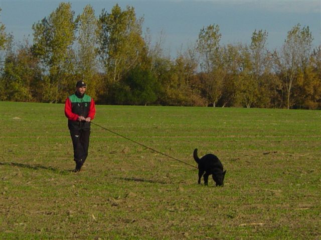 Gebrauchshundesport, Fährtensuche, Schutzhund